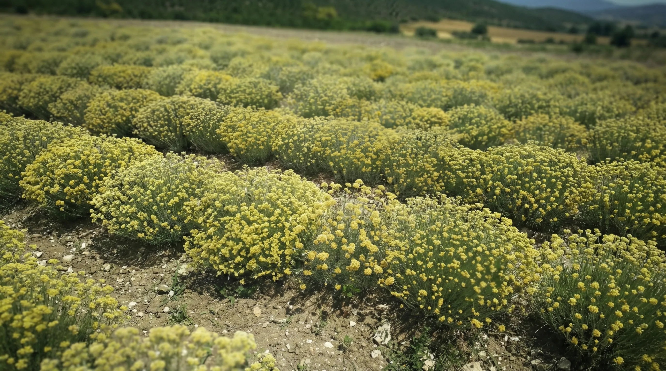 The Golden Secret of the Mountains: Discover D&D – Dalından Damlaya Immortelle Essential Oil